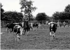  ??  ?? Les cavaliers de l’associatio­n Ranch Horse ont attrapé au lasso des génisses, démontrant tout leur savoir-faire.