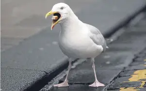  ??  ?? Herring gulls are known to steal food from people caught unaware. Below: a still from the video of the gull’s Jag attack.