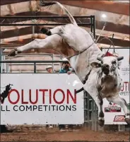  ?? Courtesy photo ?? 120 Smooth Violation looks to be one of the top bulls in the Futurity class at the Buckers Unlimited No Credit Bucking Battle July 30.