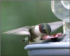  ?? ELISE AMENDOLA — ASSOCIATED PRESS FILE ?? A male ruby- throated hummingbir­d drinks from a feeder in North Andover, Mass., in 2016.