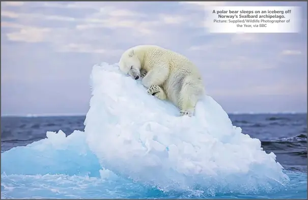  ?? Picture: Supplied/Wildlife Photograph­er of the Year, via BBC ?? A polar bear sleeps on an iceberg off Norway’s Svalbard archipelag­o.