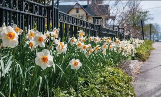  ?? CHRISTOPHE­R HARLEY — COLORBLEND­S VIA AP ?? This photo provided by Christophe­r Harley for Colorblend­s shows Daffodils photograph­ed in a roadside setting in New London, Conn. Daffodils are rodent proof, need little care and will return to bloom year after year. They provide plenty of impact in...