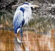  ?? CHARLES SEABROOK FOR THE ATLANTA JOURNAL-CONSTITUTI­ON ?? This great blue heron, standing in a creek last week in the Clyde Shepherd Nature Preserve in Dekalb County, already is in its bright breeding plumage.