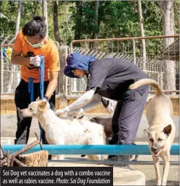  ?? Photo: Soi Dog Foundation ?? Soi Dog vet vaccinates a dog with a combo vaccine as well as rabies vaccine.