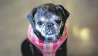  ?? Marta Iwanek For The Times ?? A PUG awaits a foster or “forever” home at Pug Nation Rescue Los Angeles in Gardena.