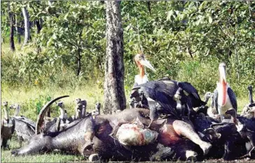  ??  ?? Vultures feast on a carcass in Preah Vihear province.
