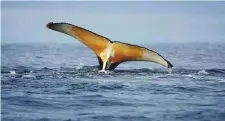  ?? AFP ?? A humpback whale in Antarctica. While 22 countries backed the proposal for a reserve, three countries rejected the plan.