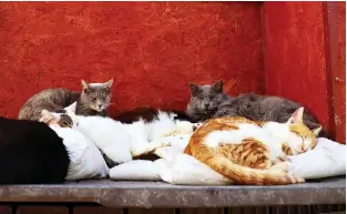  ??  ?? Abandoned cats gather at Tala Cats rescue center, on land owned by the Ayios Neofytos Monastery, in the Cypriot village of Tala near Paphos. — AFP photos