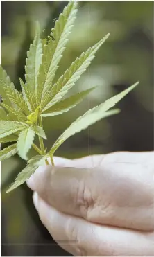  ?? AP FILE PHOTOS ?? CHANGE IN POLICY: Different types of marijuana, top left, sit on display at a dispensary in California early this year. A grower holds a marijuana plant, right.