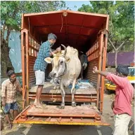  ?? ?? An impounded cow being taken away by the Corporatio­n workers