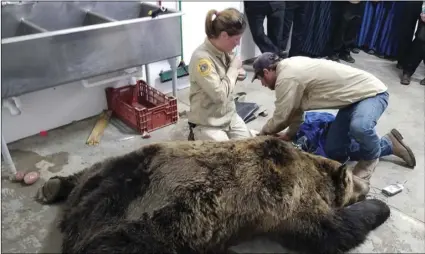  ??  ?? This Oct. 17, 2018, file photo, provided by Montana Fish, Wildlife and Parks, shows employees Wesley Sarmento and Sarah Zielke with a tranquiliz­ed 900-pound male grizzly bear in Valier, Mont., before relocating it. MONTANA FISH, WILDLIFE AND PARKS VIA AP