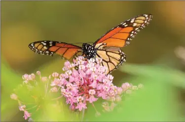  ?? Courtesy photo/TERRY STANFILL ?? A monarch butterfly rests on wildflower­s near Swepco Lake. Terry Stanfill of the Decatur area took the photograph near the lake’s Eagle Watch Nature Trail. Monarchs migrate south during September and October.