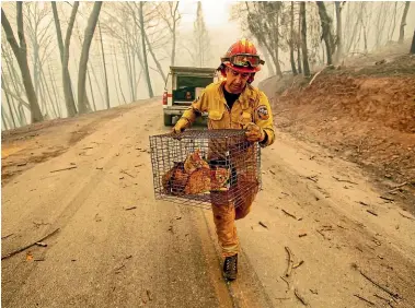  ?? AP ?? Captain Steve Millosovic­h carries a cage of cats to safety while battling the Camp Fire in Big Bend, California.