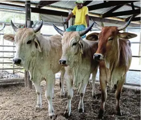  ?? Pictures: SUE MACLENNAN ?? LINED UP: Cattle for sale at the Bathurst Showground­s on November 8