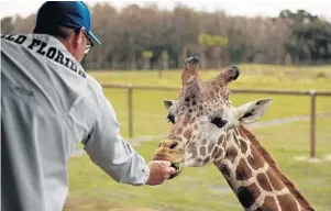  ?? RICARDO RAMIREZ BUXEDA/ORLANDO SENTINEL ?? Sam Haught, of Wild Florida, feeds a giraffe during a preview of the Kenansvill­e park’s safari, which opens its self-guided, 2-mile driving tour on Saturday.