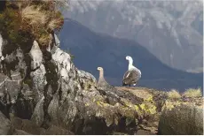  ??  ?? A pair of upland (or Magellan) geese – Chloephaga picta – in Caleta Campamento, Magellan Strait