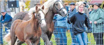  ?? FOTO: ROLAND RAY ?? Pas de trois: Auch im Schauring bleibt das Fohlen gern auf Tuchfühlun­g mit der Mama.