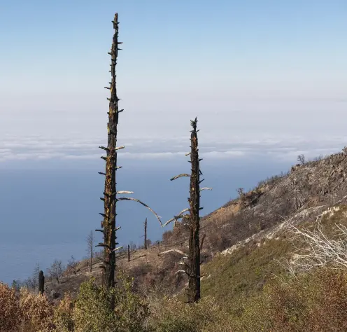  ??  ?? In the aftermath
of the blaze, tall burnt trees
offer refuge for condors. In redwoods, fire can hollow out new cavities, creating new condor nesting
sites.