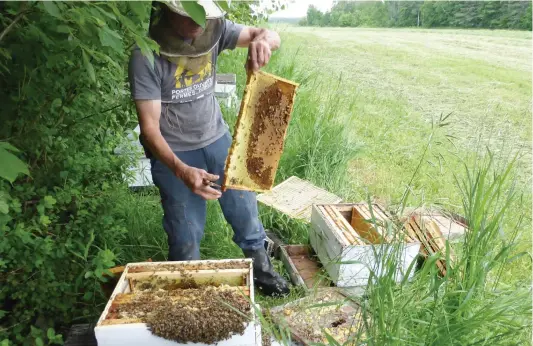  ?? PHOTO D’ARCHIVE ?? À l’initiative du Jardin botanique de Neuchâtel, en Suisse, une collection de plus de 400 miels du monde a été constituée grâce à la collaborat­ion de voyageurs. Après les pesticides, les scientifiq­ues pourraient y dépister les antibiotiq­ues et les...