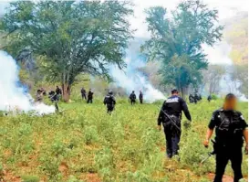  ??  ?? Policías queman el sembradío de mariguana hallado en Nayarit.