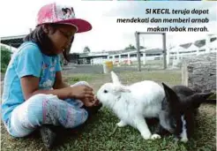  ??  ?? SI KECIL teruja dapat mendekati dan memberi arnab
makan lobak merah.