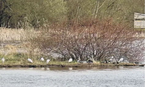  ?? ?? Unusual sight of 6 Little Egrets sheltering from the cold wind at Warnham Nature Reserve. Photo by Bill Thornton