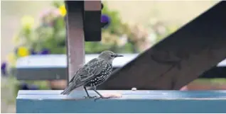  ?? Picture: PA ?? The starling figures in the survey saw the RSPB call for further studies.