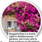  ?? ?? Bougainvil­lea is a lovely sight in Mediterran­ean gardens, but is too cold to keep outdoors in UK winters