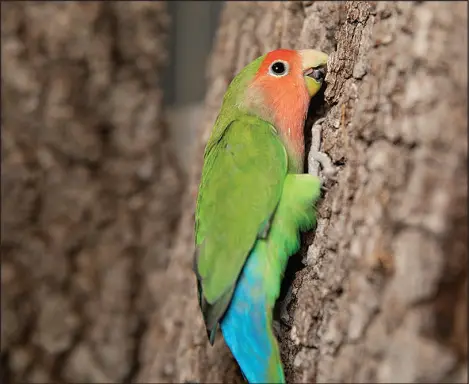  ?? STEVEN GAINES/NEW YORK INSTITUTE OF TECHNOLOGY COLLEGE OF OSTEOPATHI­C MEDICINE VIA THE
NEW YORK TIMES ?? Rosy-faced lovebirds, a small parrot, and perhaps other species, have repurposed the muscles in their necks and heads to use their beaks as if they had a third limb when climbing, researcher­s reported.