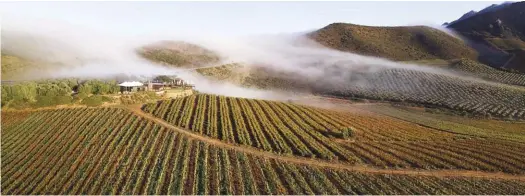  ?? FOTO’S: VERSKAF ?? Tuis op die plaas. Kloovenbur­g, aan die voet van die Kasteelber­g by Riebeek-Kasteel, is al sedert die tyd van Pieter-Steph du Toit se oupa, die legendarie­se Springbokr­ugbyspeler met die bynaam Piet Spiere, in die Du Toit-familie.