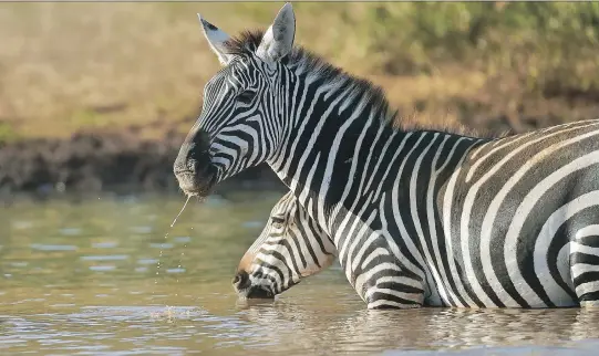  ?? PHOTOS: TONY KARUMBA/GETTY IMAGES ?? A team of Swedish biologists is calling bunk on the old theory that zebras have black and white stripes to create a vortex of coolness, after an experiment involving thermograp­hy proved this is not the case. Questions about why zebras have stripes have...