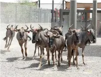  ?? Supplied photos ?? The animals of 17 different species, which were shipped from Africa, will be kept in Elebriddi wildlife protected area in Al Dhaid as part of Sharjah’s wildlife conservati­on efforts. —