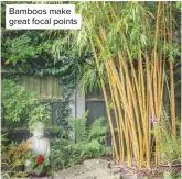  ??  ?? Bamboos make great focal points