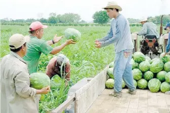  ?? CORTESÍA SADER ?? En 2019 se alcanzó una producción de un millón 346 mil toneladas