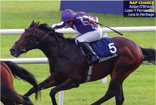  ??  ?? NAP CHANCE Aidan O’brien’s Lope Y Fernandez runs in Heritage