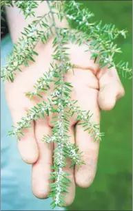  ?? Hearst Connecticu­t Media file photo ?? Alpine the Care of Trees Arborist Rob Saunders holds a branch of an Eastern Hemlock which is infested with the woolly adelgid insect in Stamford.