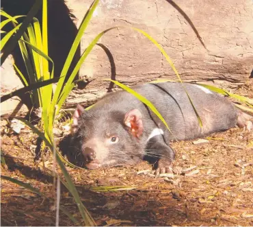  ?? Picture: CYNTHIA BARROW ?? Tasmanian devil chills out in the early morning sunshine at Currumbin.
