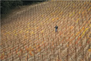  ??  ?? Top: Rhys owner Kevin Harvey (left) and winemaker Jeff Brinkman taste Italian wines at the Los Gatos winery. Above: Rhys vineyard manager Javier Tapia among the vines. Right: Tapia takes notes while sampling wines.