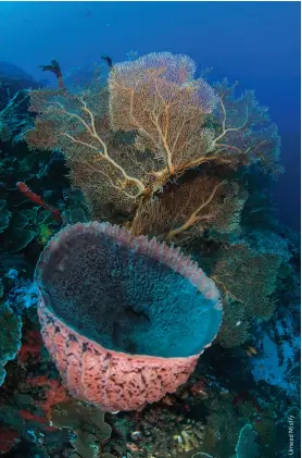  ??  ?? ABOVE Beautiful corals resting on Narcondam’s seabed