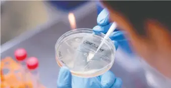  ?? DOUGLAS MAGNO/AFP VIA GETTY IMAGES ?? A researcher in Belo Horizonte, Brazil, works on the developmen­t of a vaccine against the coronaviru­s. The world is hoping science can come up with a way to slow the virus’s spread.