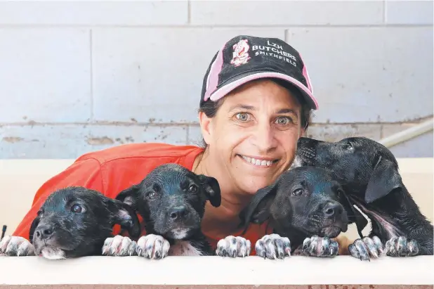  ?? Picture: JUSTIN BRIERTY ?? HAPPY OUTCOME: Young Animal Protection Society kennel assistant Amara Sansoni prepares to wash four puppies which were found stuffed inside a small crate and dumped without food and water at an Aeroglen park.