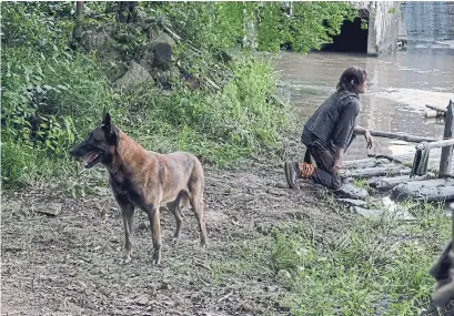  ?? GENE PAGE AMC ?? Norman Reedus as Daryl Dixon and his dog, named Dog, in a scene from Season 9 of AMC’s The Walking Dead.