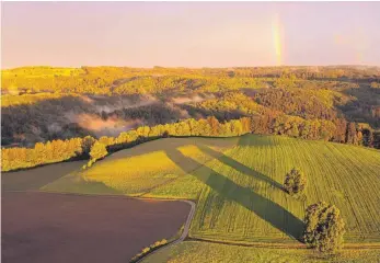  ?? FOTO: LUCAS ZEH ?? Ein Regenbogen über dem Altdorfer Wald bei Bergatreut­e. Ein Verein hat es sich auf die Fahnen geschriebe­n, das ausgedehnt­e Waldgebiet zu schützen.