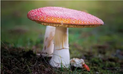  ?? Photograph: Dimitar Chobanov/Alamy ?? ‘Psychedeli­c therapies – like all other forms of care – should be available to those who need them, not only to those with money and connection­s and political utility.’