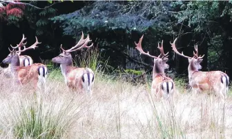  ?? PARKS CANADA ?? Fallow deer on Sidney Island are thought to have been introduced for hunting.