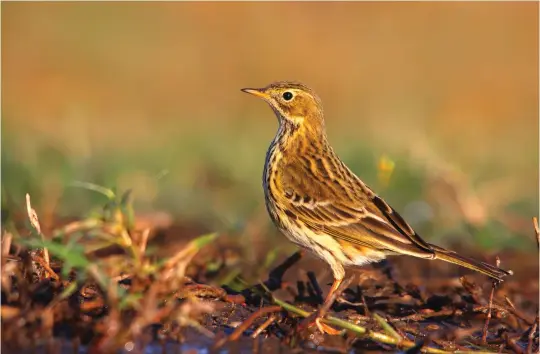  ?? ?? EIGHT: Meadow Pipit (Valladolid, Spain, 7 October 2011). The small head and body, spiky bill, relatively heavy flank streaking, prominent whitish eyering and pale-centred ear coverts all identify this bird as a Meadow Pipit. The overall plumage hues of Meadow Pipits are quite variable according to age and season. This bird is a typical warm brown colour, albeit in strange sunlight, but this species can also appear quite olive or a more washed-out grey.