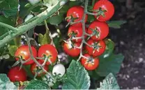  ?? Calvin Finch / Contributo­r file photo ?? Ruby Crush, this year’s rodeo tomato, is a tasty choice for spring gardens.