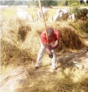  ??  ?? A farmer, John Dakun harvesting his crops due to the presence of migrated herders in Awe LGA, Nasarawa