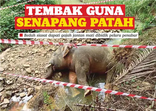  ??  ?? BANGKAI gajah jantan yang ditemui dengan kesan tembakan di Ladang Cenderamat­a, Jalan Merotai-Kalabakan, Tawau.