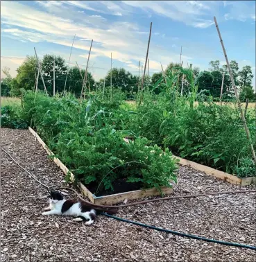  ?? Mara Tyler ?? Farm cat Chauncey relaxes at Mara Tyler’s vegetable plot in Oxford, Pa. The garden, created in spring as a response to the pandemic, continues to provide produce for Tyler and her family as well as co-gardener Matthew Ross.